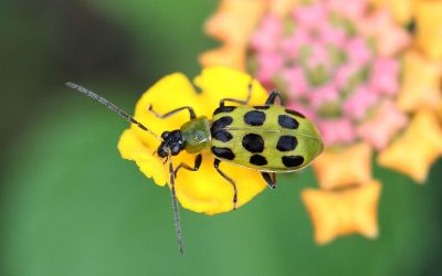 cucumber-beetle-on-flower