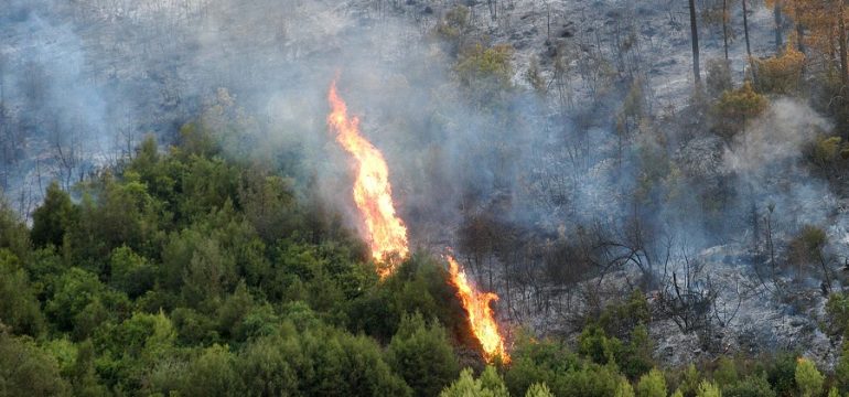 plusieurs hectares  composés de diverses essences ont été détruits par les incendies de forêt