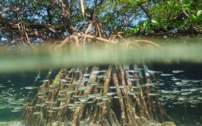 focus_shutterstock_mangrove_fish_carribean